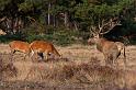 38 Hoge Veluwe, edelherten
